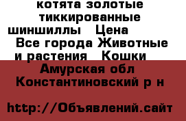 котята золотые тиккированные шиншиллы › Цена ­ 8 000 - Все города Животные и растения » Кошки   . Амурская обл.,Константиновский р-н